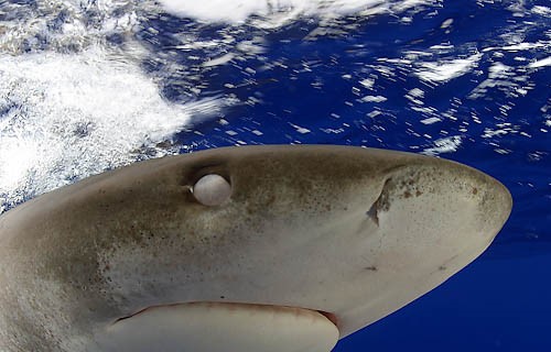 van-e látása a cápáknak milyen gyümölcsök és zöldségek javítják a látást